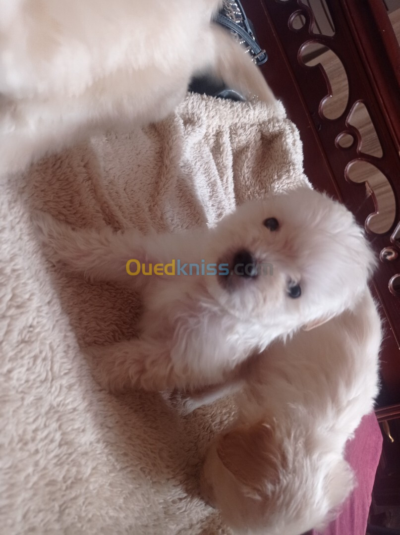 Bichon maltais nain pure race 