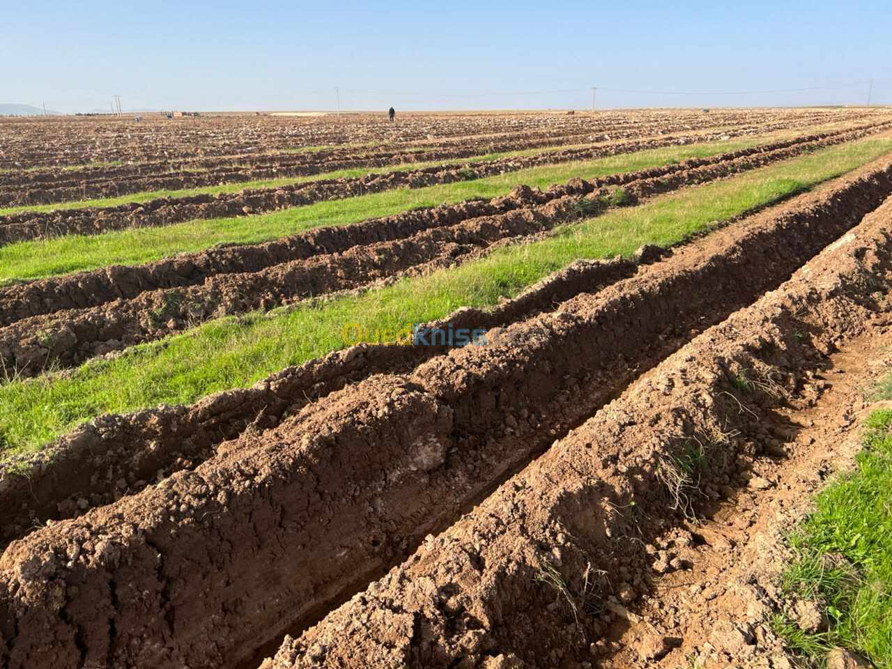 Vente Terrain Agricole Djelfa Ain oussara