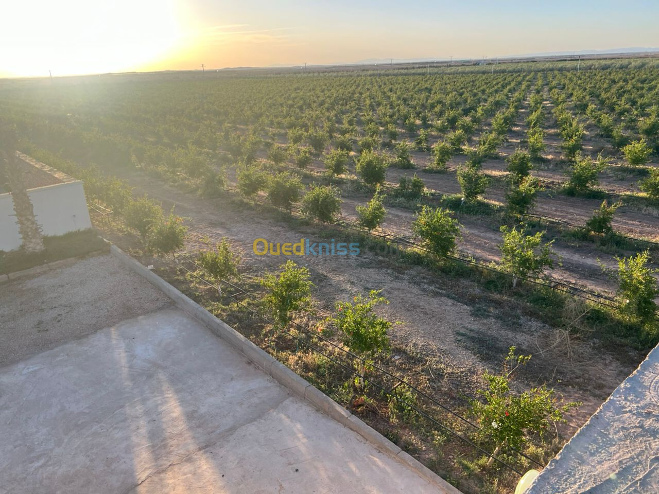 Vente Terrain Agricole Djelfa Ain oussara