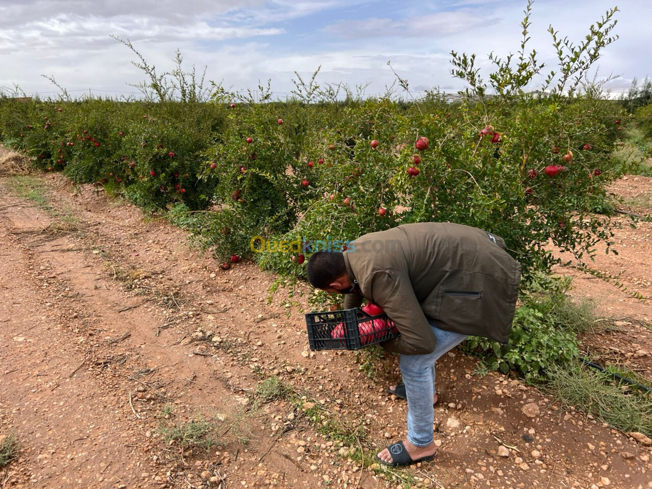 Vente Terrain Agricole Djelfa Ain oussara