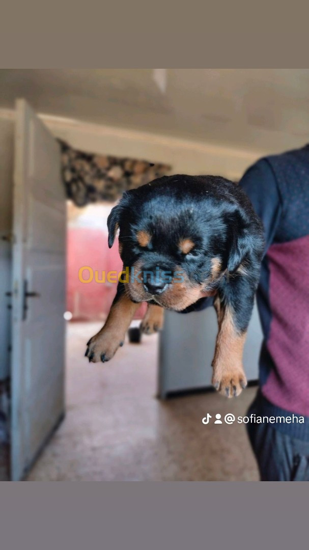 Disponible chiots Rottweilers Serbie Les parents avec pedigree ligne Timit tor père et mère  