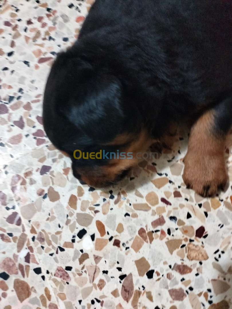 Disponible chiots Rottweilers Serbie Les parents avec pedigree ligne Timit tor père et mère  