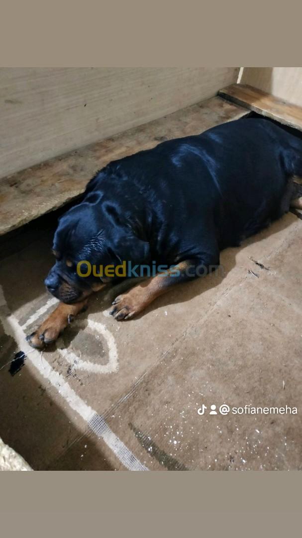 Disponible chiots Rottweilers Serbie Les parents avec pedigree ligne Timit tor père et mère  