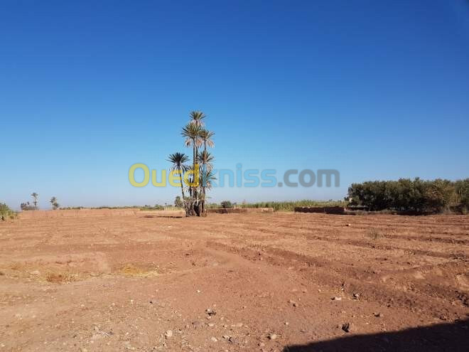 Vente Terrain Ouargla Ouargla