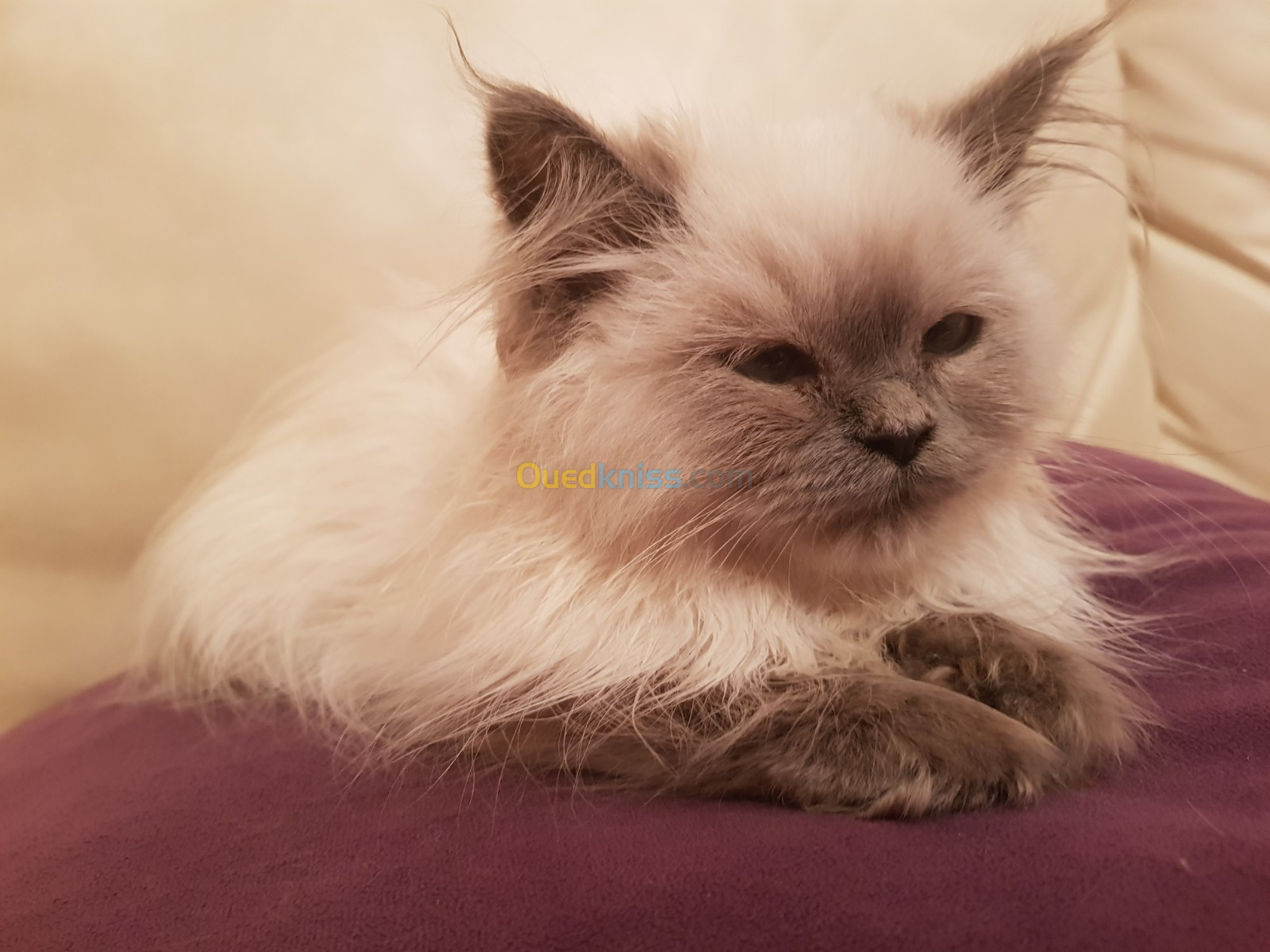 Chatonss persan himalayen