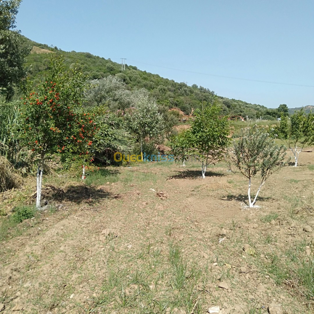 Vente Terrain Skikda Tamalous