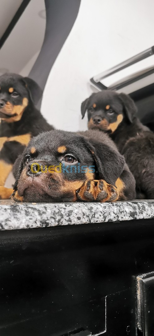 Rottweiller