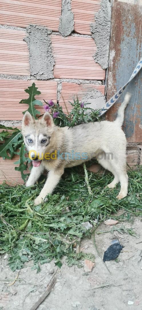 Femelles husky sibérien 