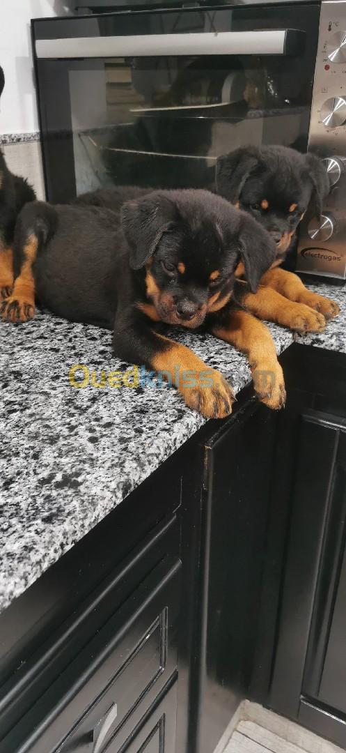 Rottweiller