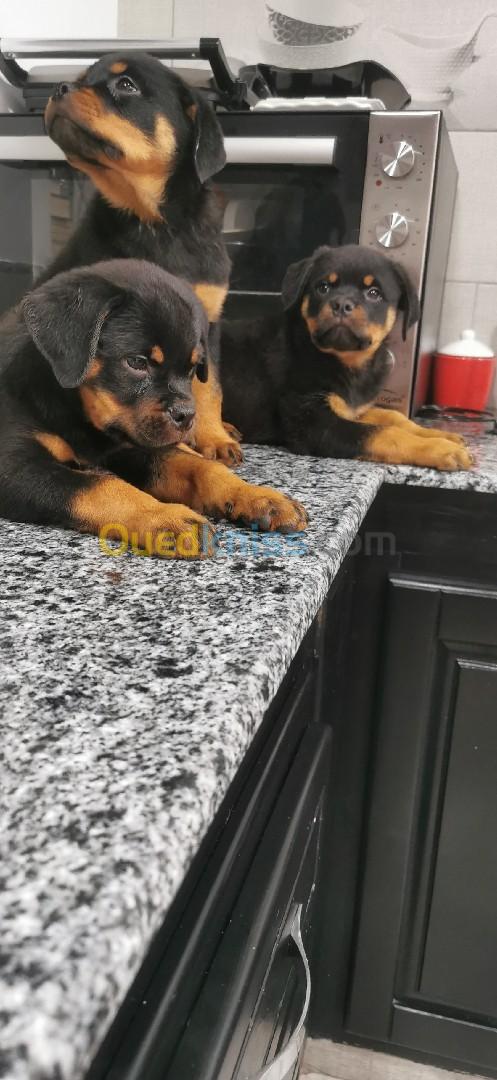 Rottweiller