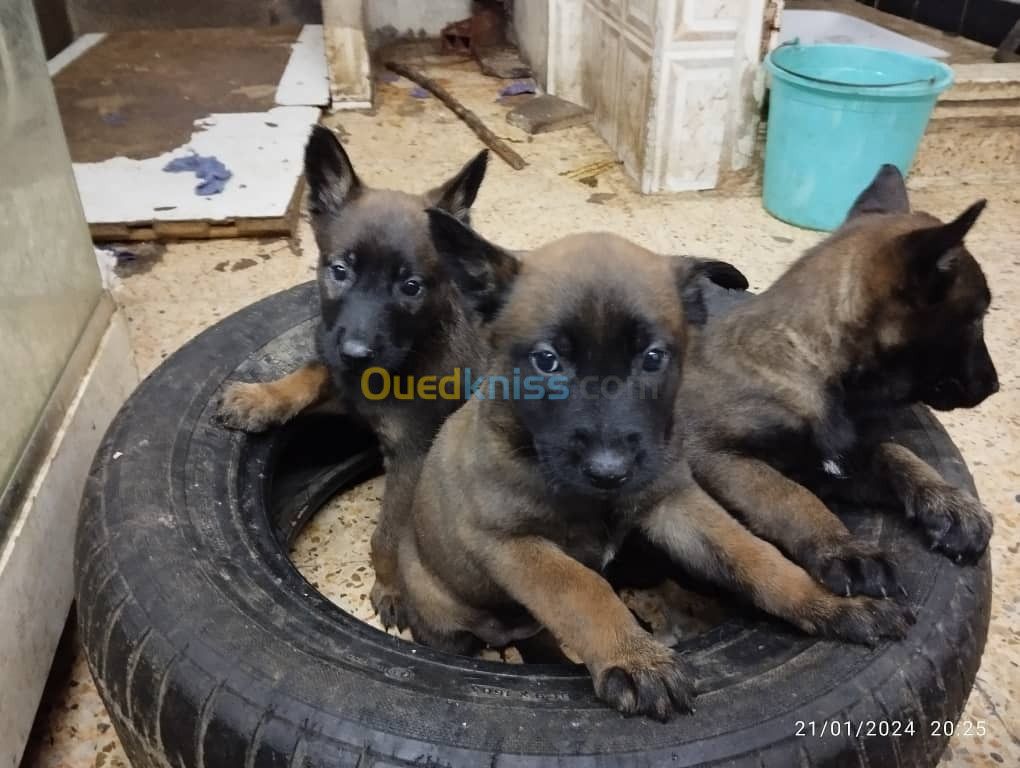 Chiots malinois Mexicain 