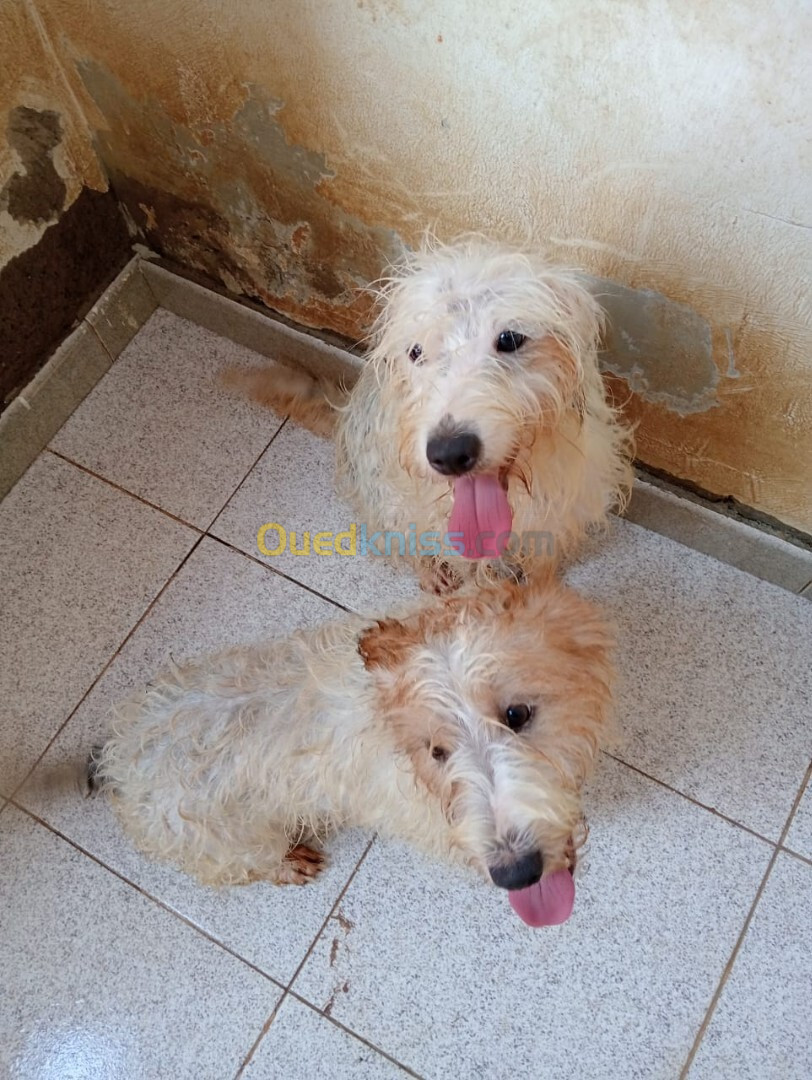 2 Chien Griffon Croisé de sexe Mâle à 1 ans et presque 3 mois d'âge. 