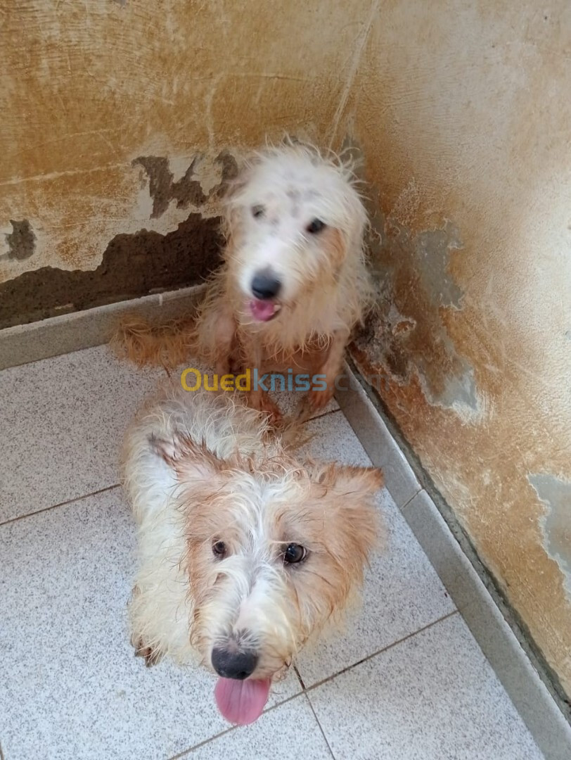 2 Chien Griffon Croisé de sexe Mâle à 1 ans et presque 3 mois d'âge. 