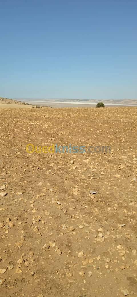 Vente Terrain Oran Boufatis