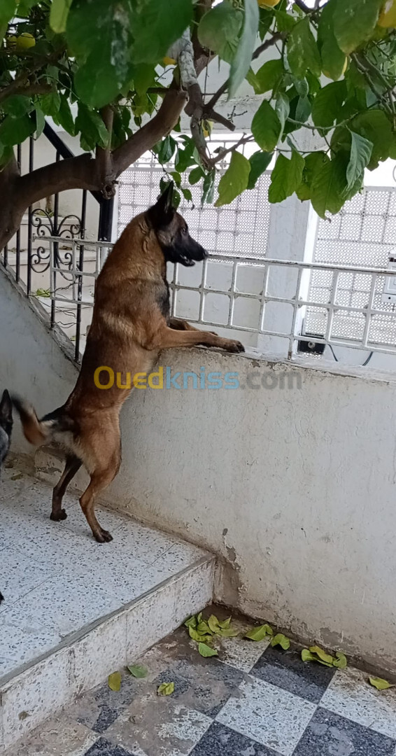 chiot malinois pur race 