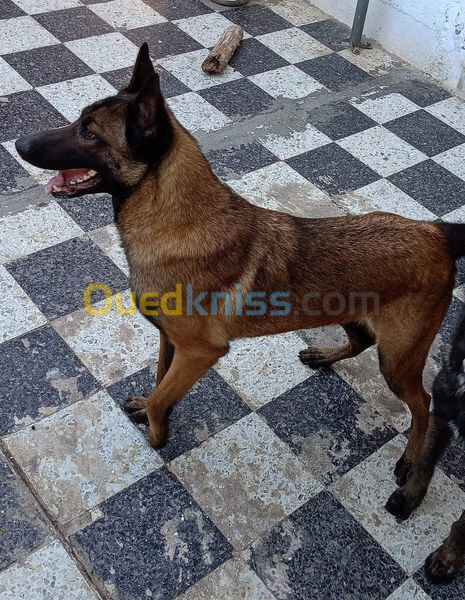 chiot malinois pur race 