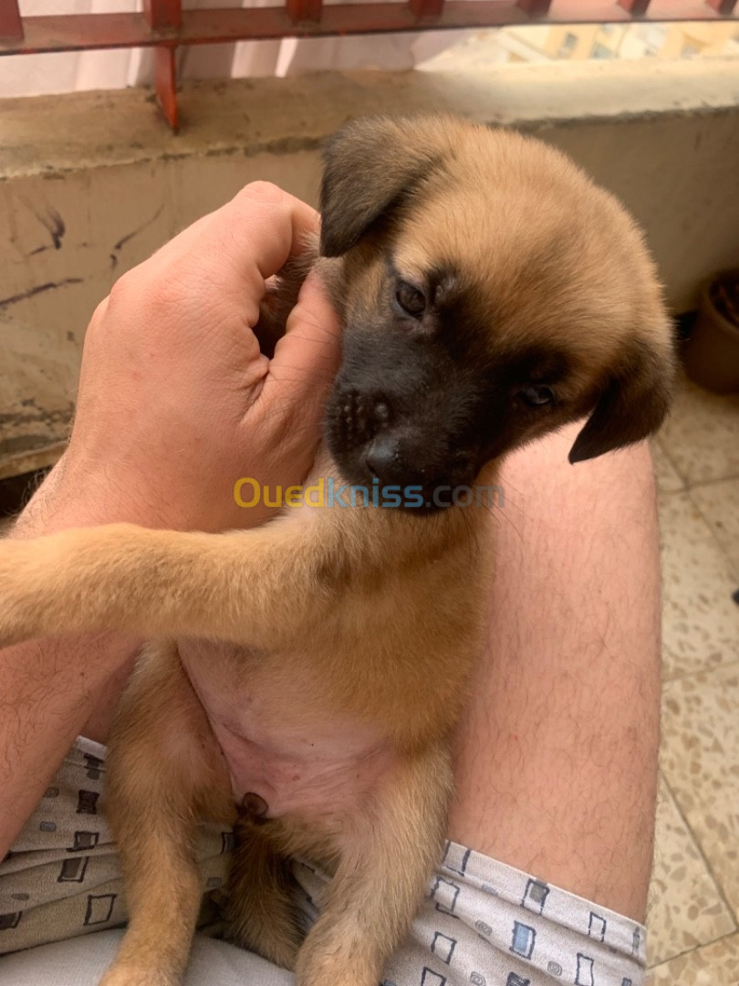 Malinois chiot femelle 