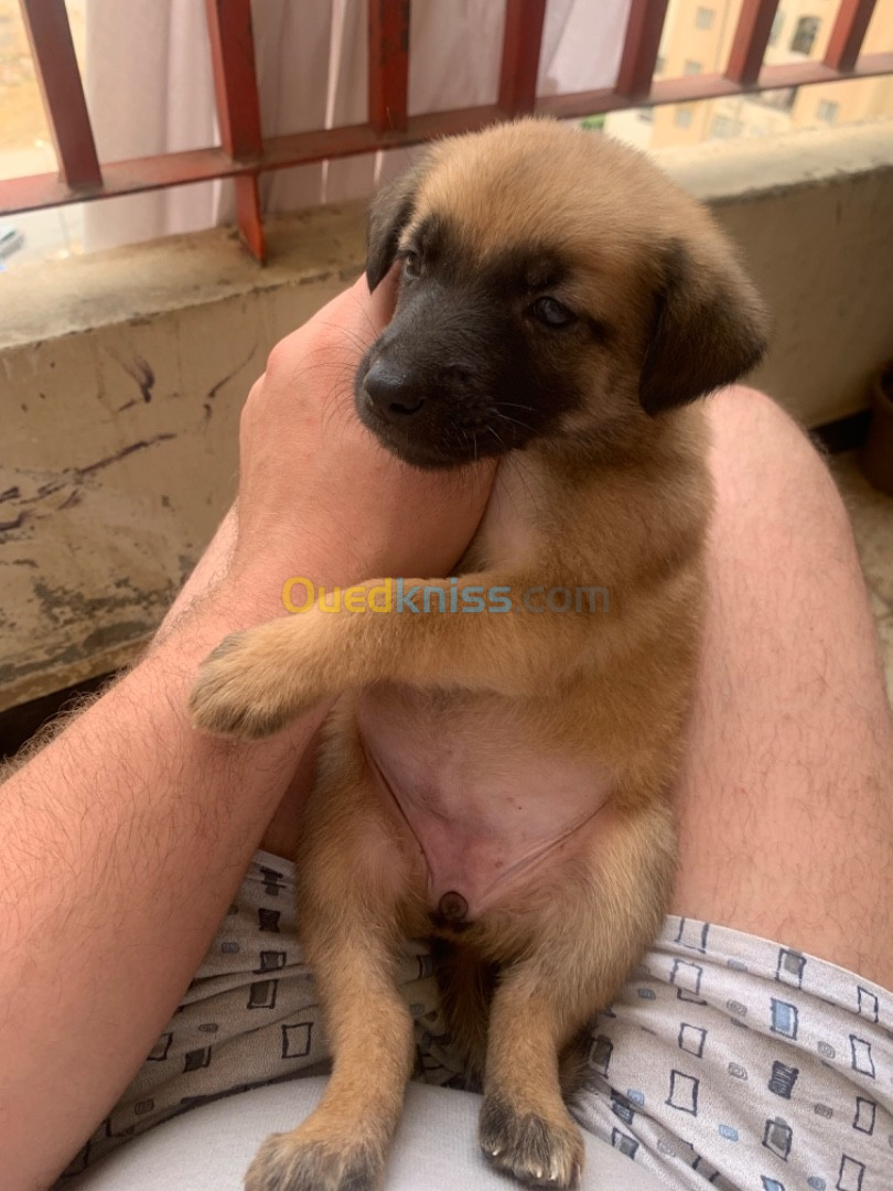 Malinois chiot femelle 