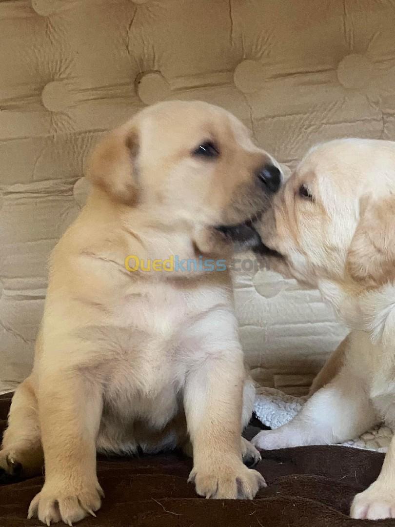 Chiot labrador pure 