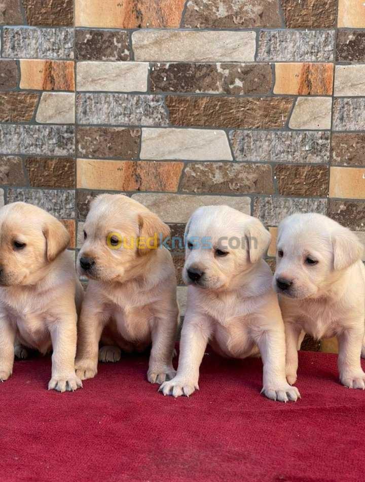 Chiot labrador pure 