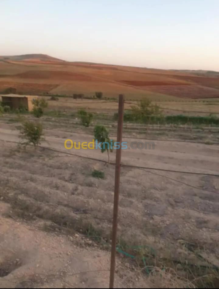 Vente Terrain Aïn Témouchent Sidi ben adda