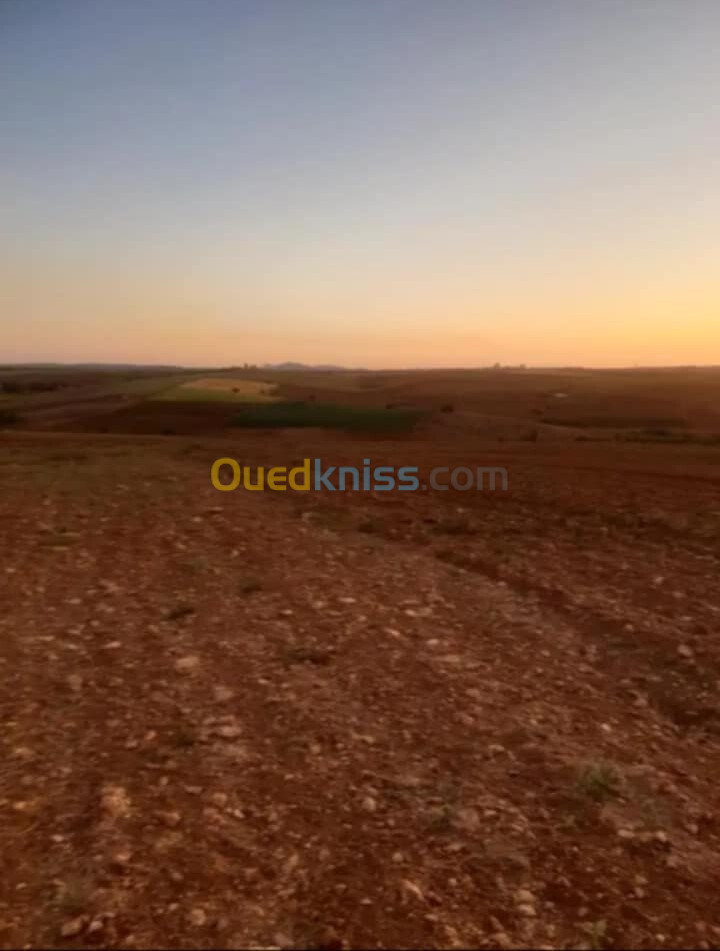 Vente Terrain Aïn Témouchent Sidi ben adda