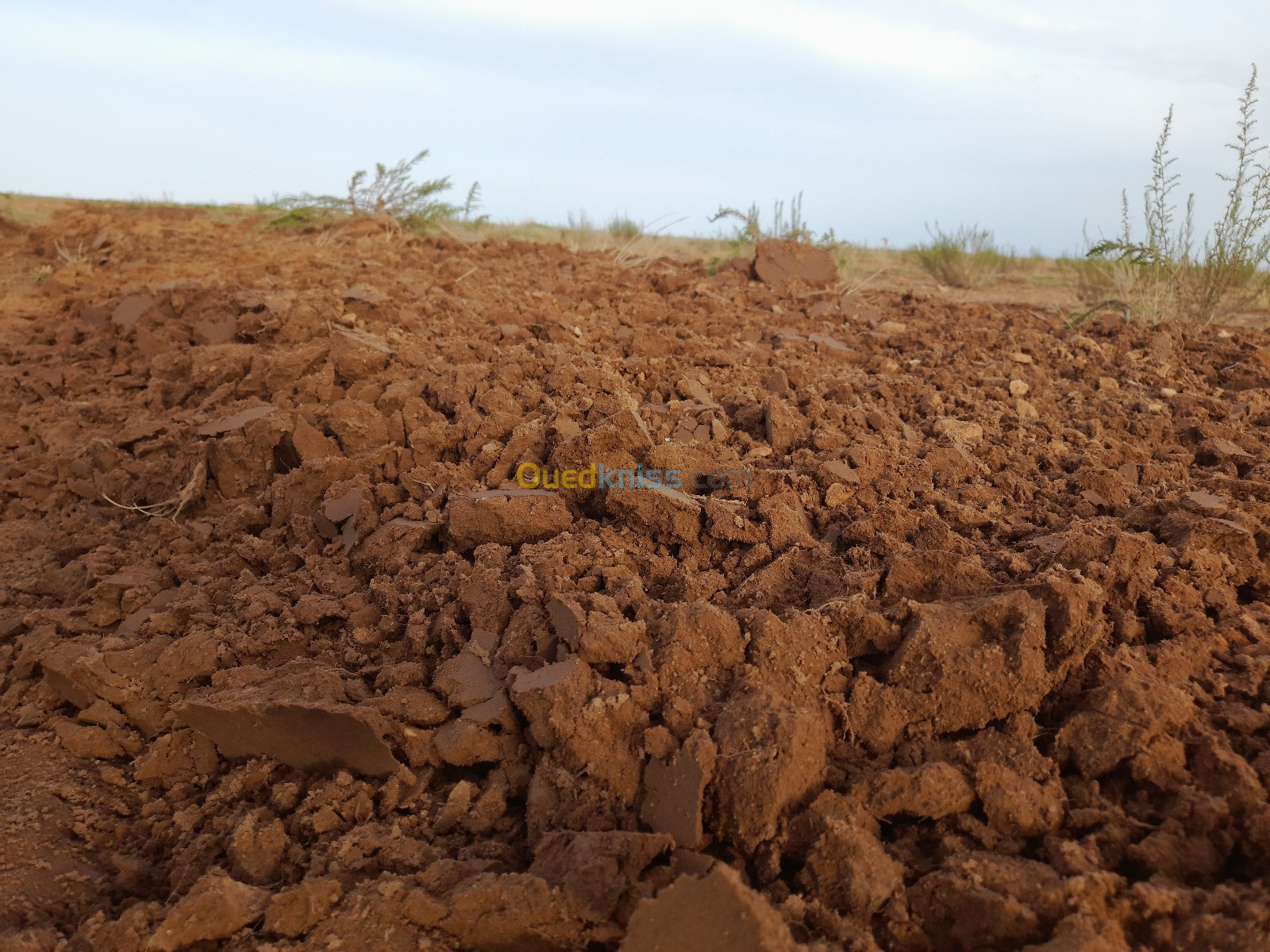 Vente Terrain Djelfa Hassi bahbah