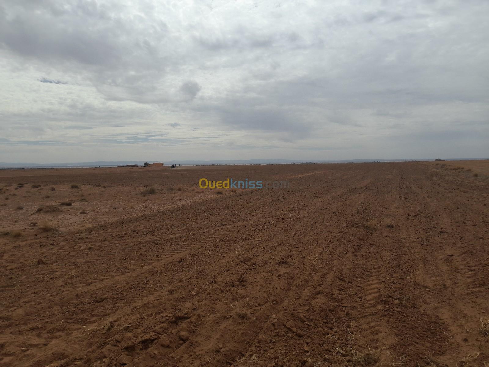 Vente Terrain Djelfa Hassi bahbah