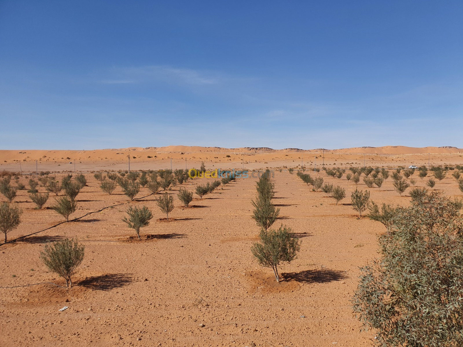 Vente Terrain Agricole Bechar Bechar