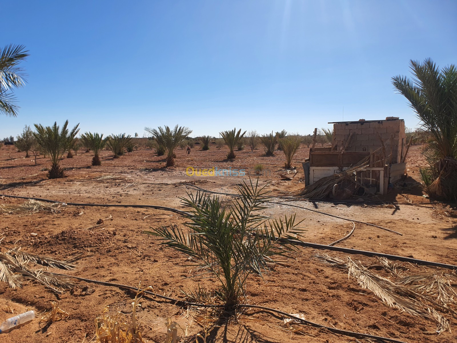 Vente Terrain Agricole Béchar Bechar