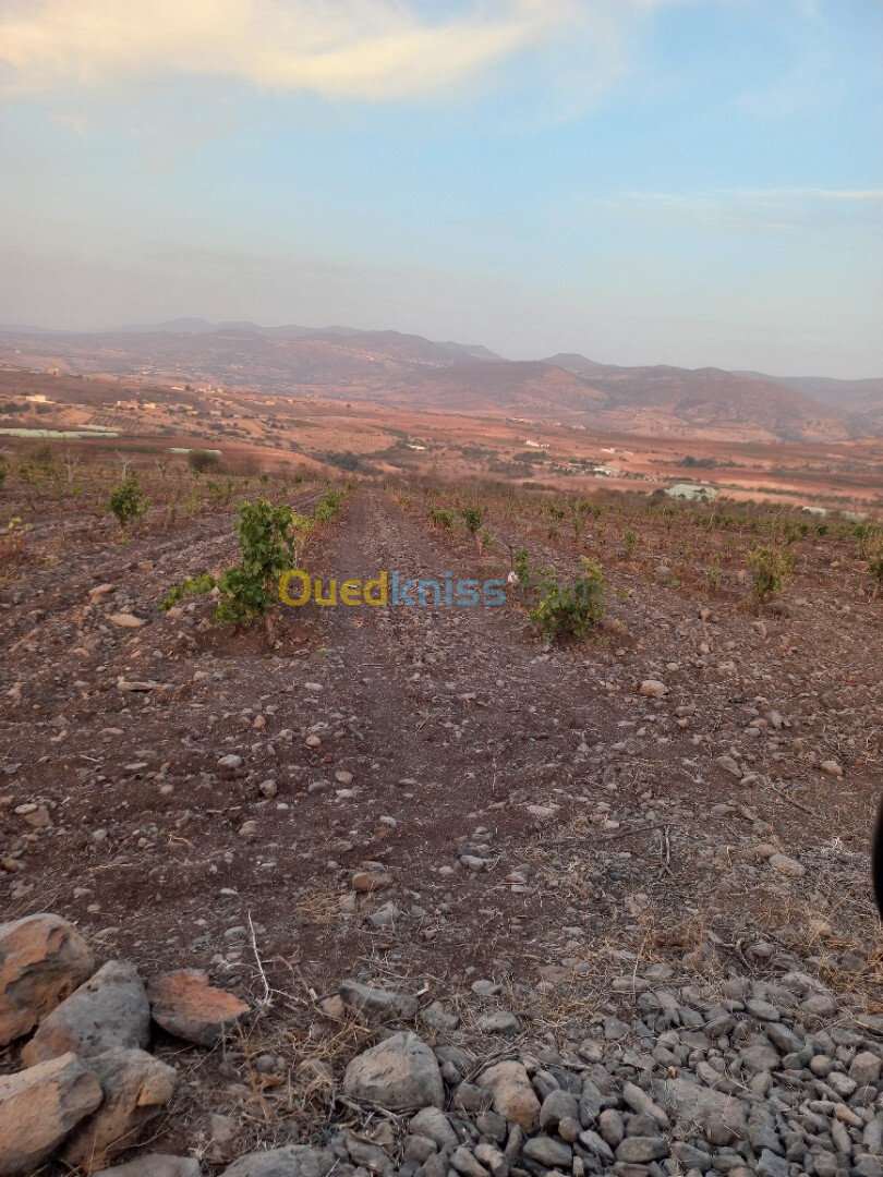 Vente Terrain Agricole Tlemcen Djebala