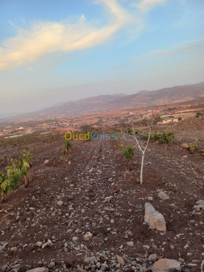 Vente Terrain Tlemcen Djebala