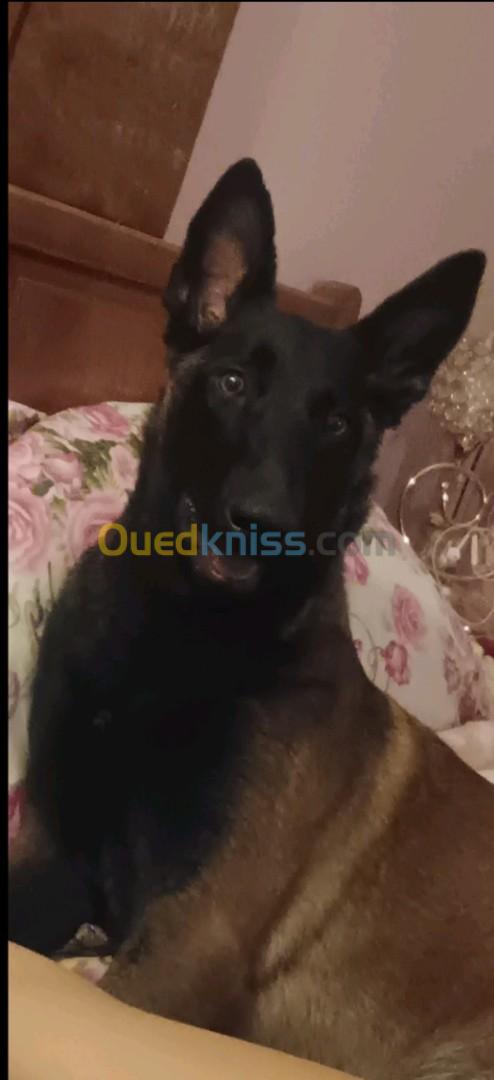 Chiots malinois à vendre