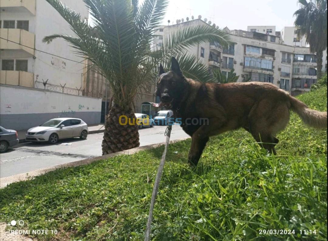 Chiots malinois à vendre