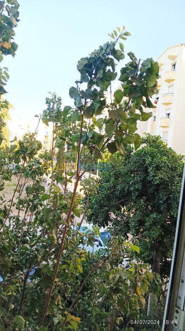 Cherche location Appartement F3 Alger Les eucalyptus