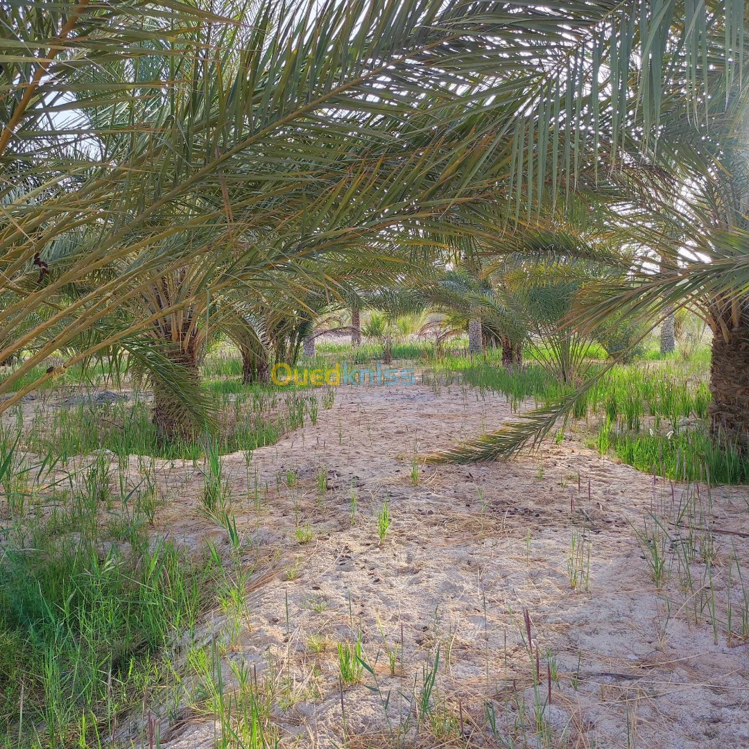 Vente Terrain Agricole Biskra Tolga