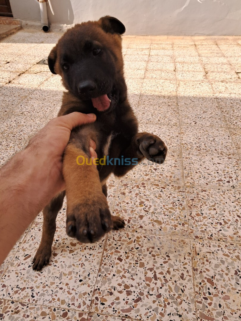 Chien Malinois 