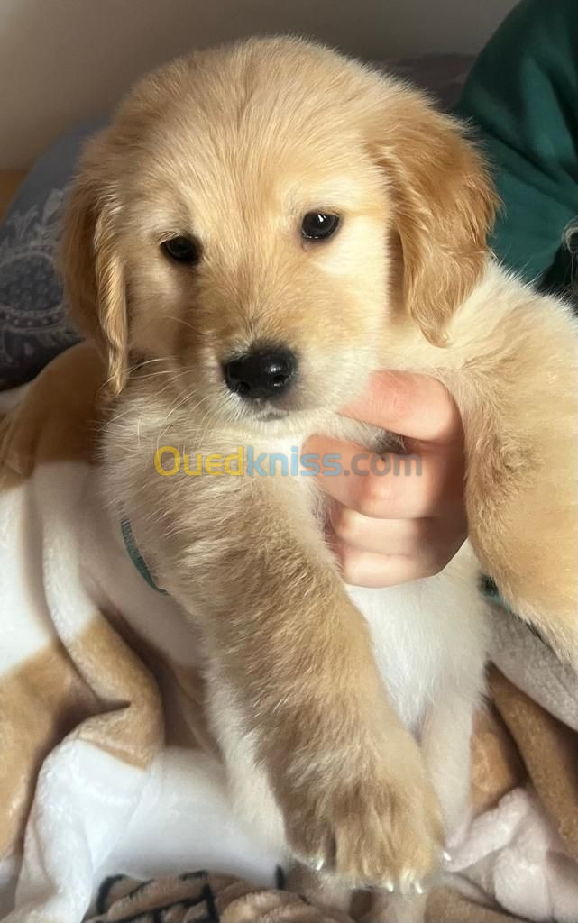 Golden retriever