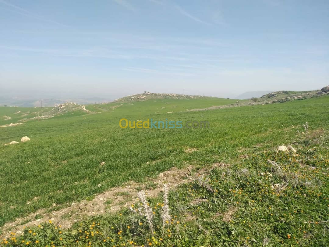 Vente Terrain Constantine Ibn ziad