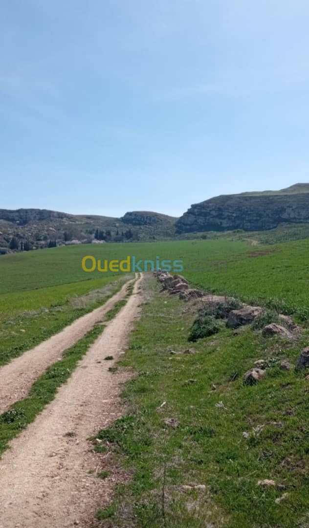 Vente Terrain Constantine Ibn ziad