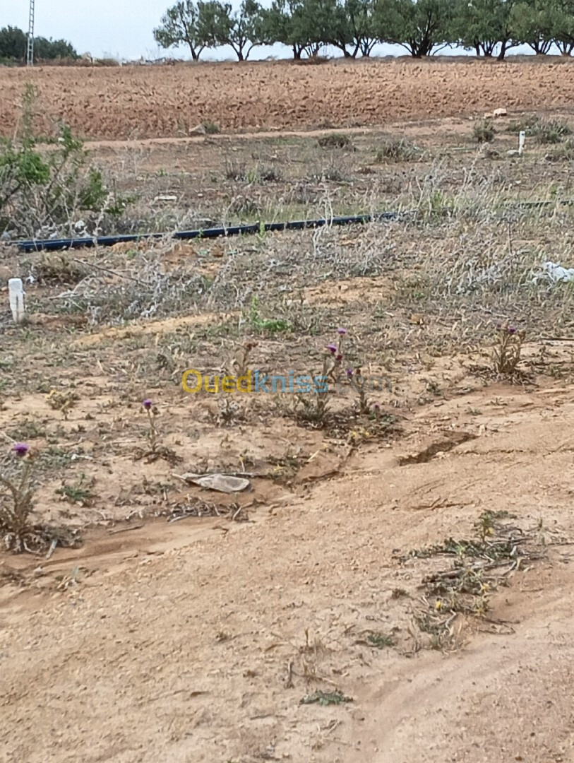 Vente Terrain Bouira Oued el berdi