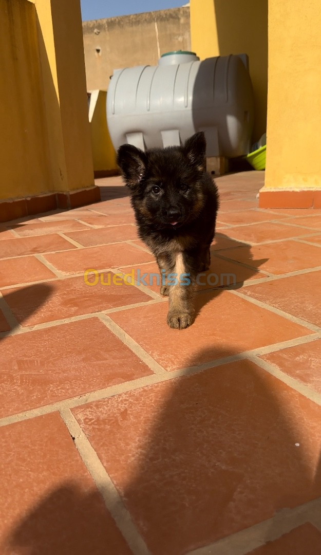 Chiot berger allemand femelle 