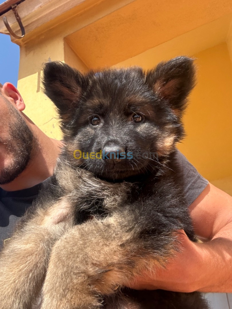 Chiot berger allemand femelle 