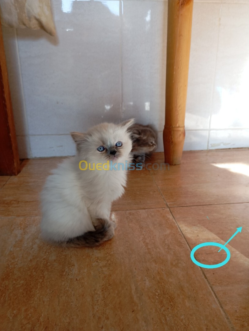 Chatons Persan a vendre 