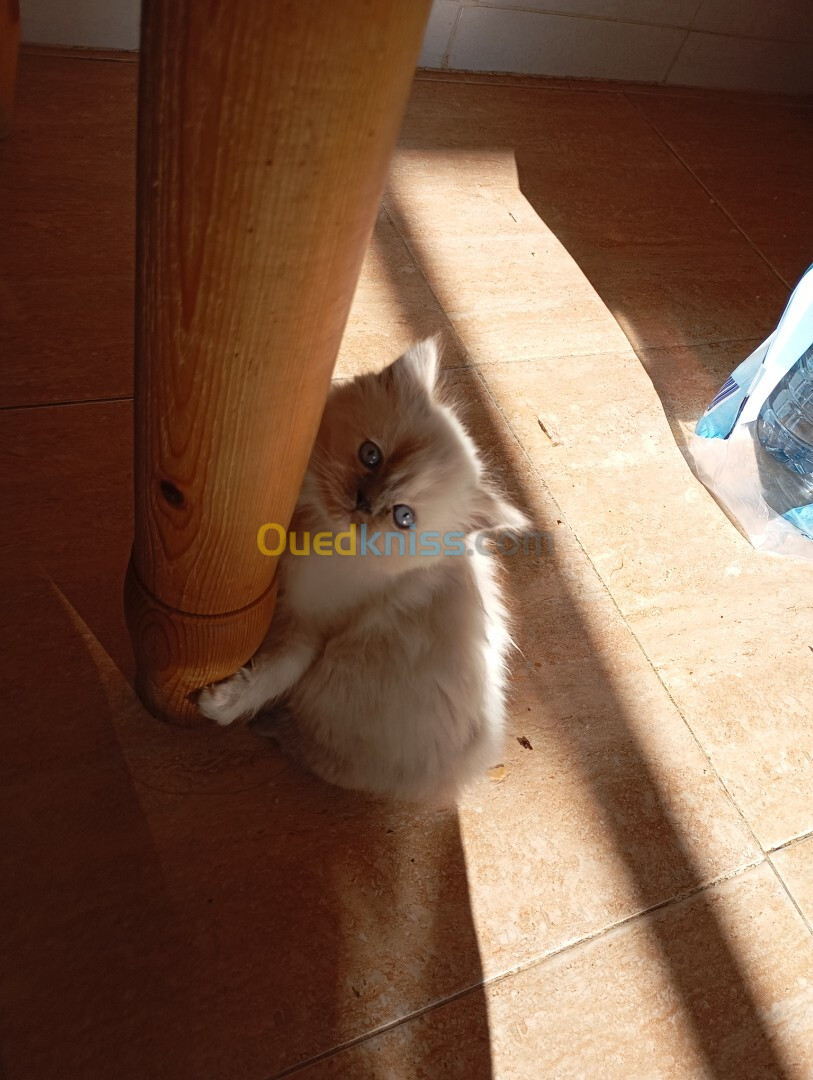 Chatons Persan a vendre 