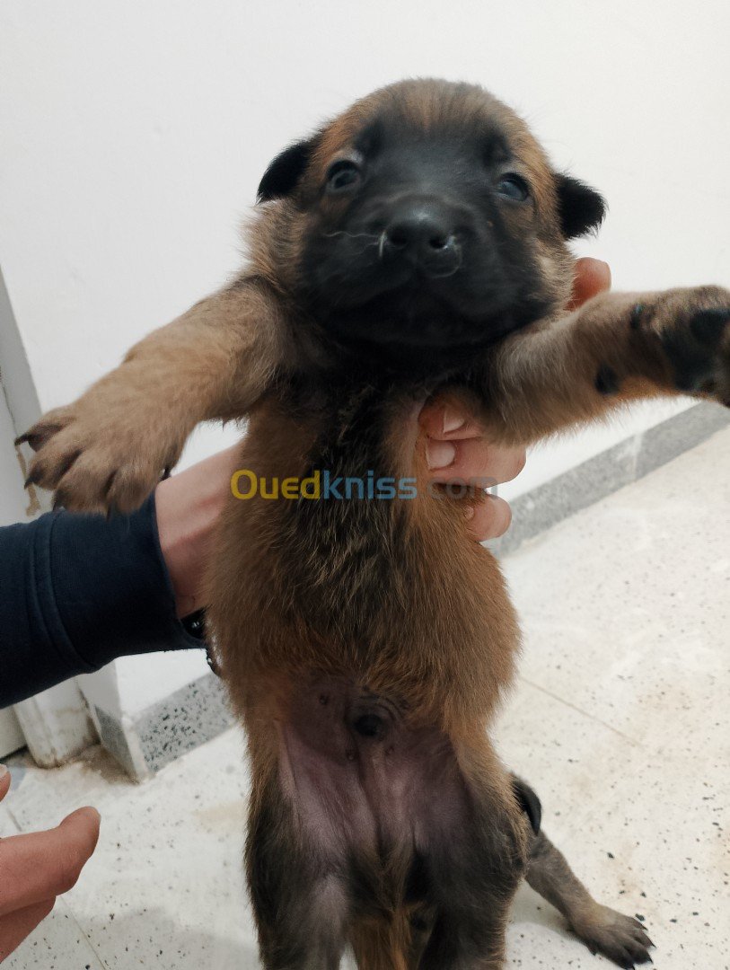 Malinois chiot مالينوا