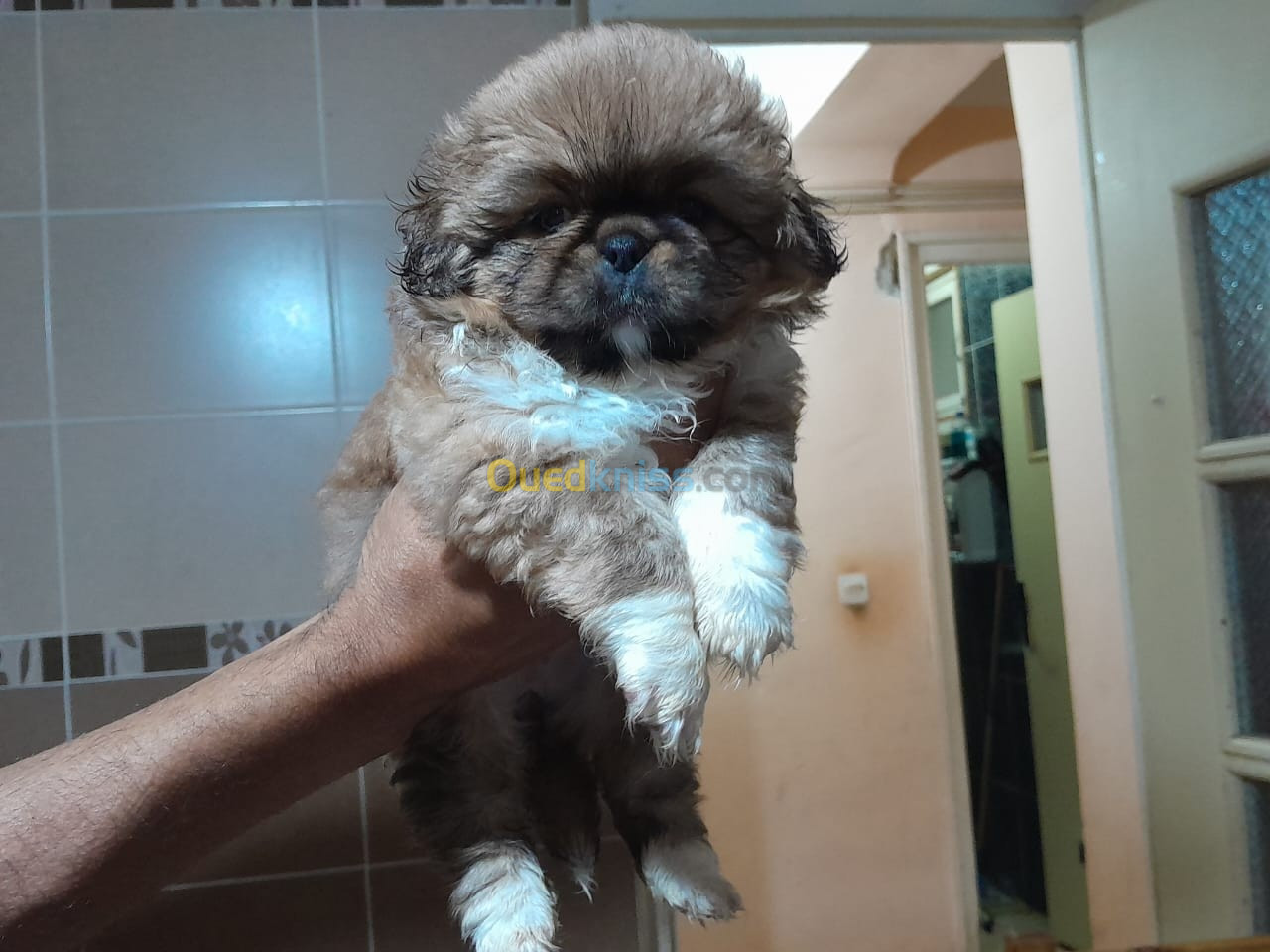 Magnifiques chiots pekinois 