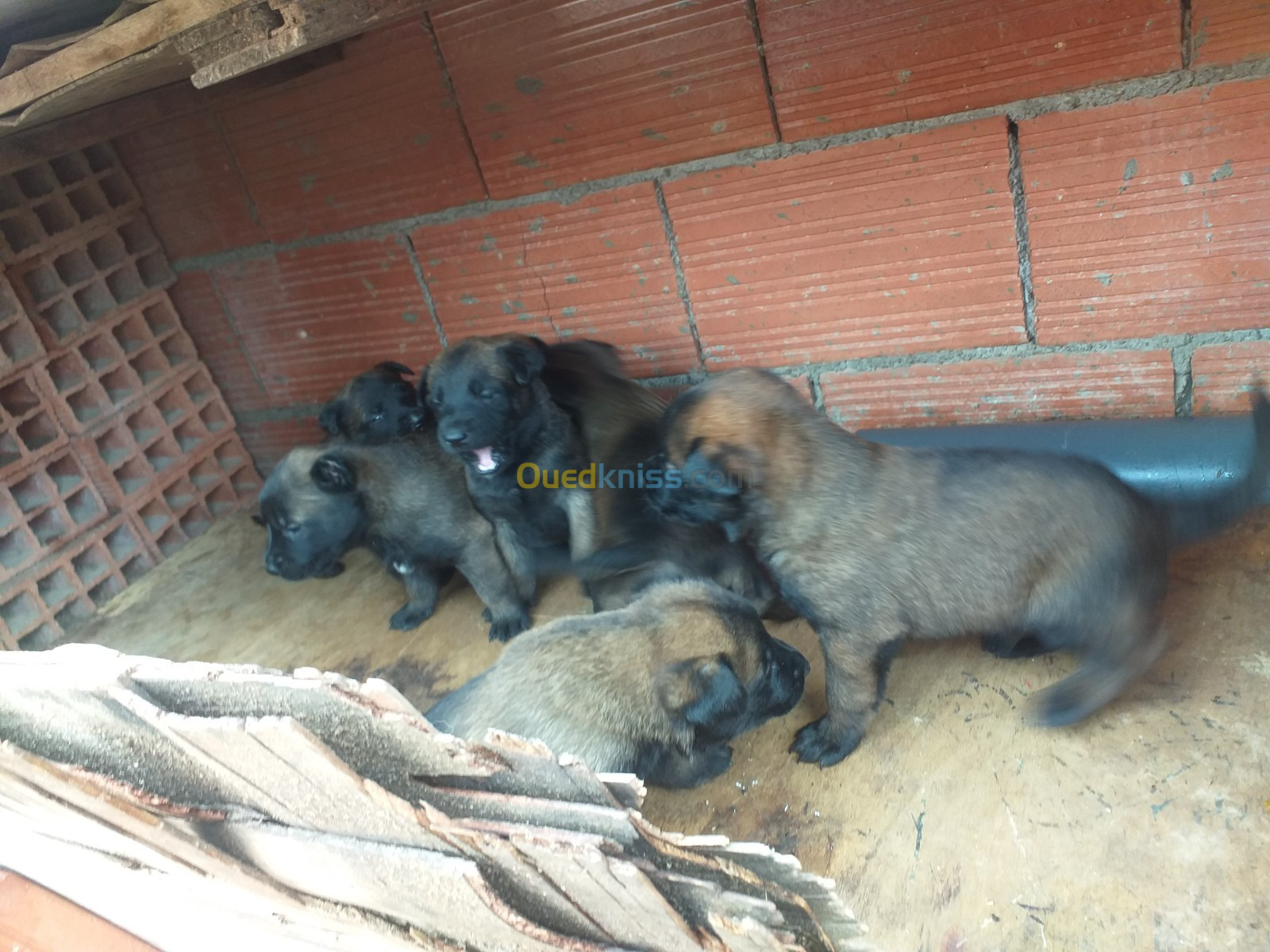 Chiot malinois charbonné 23 jours 