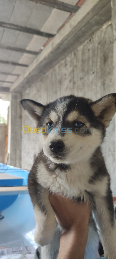 Chiot husky