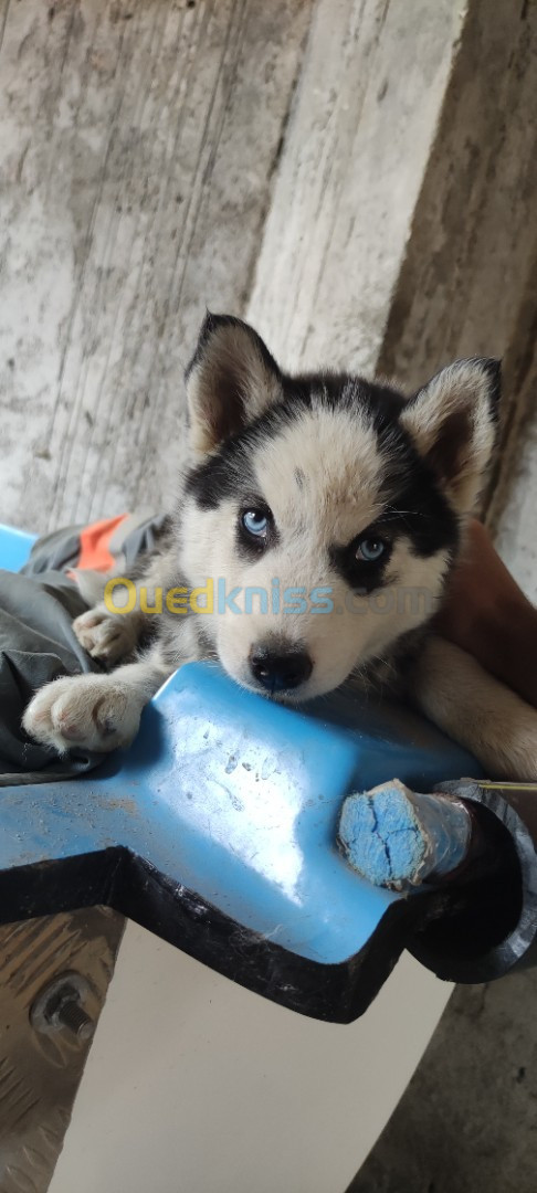 Chiot husky